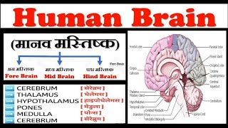 BPSC TRE 4 Topic  Human Brainमानव मस्तिष्क Brain in hindiFore Brain Mid BrainHind Brain [upl. by Henriette997]