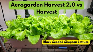 Aerogarden Harvest 20 vs Harvest  Black Seeded Simpson Lettuce  Hydroponics Growing [upl. by Jaycee]