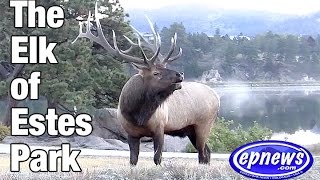 Elk of Estes 2016 [upl. by Ertemed]