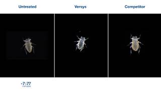 Versys® Insecticide – Aphid Time Lapse [upl. by Tal803]