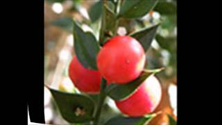 Ruscus aculeatus Liliaceae [upl. by Feldman]