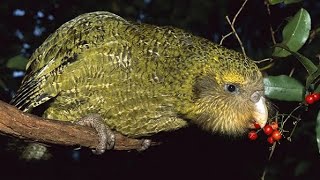 Kakapo The Unique Flightless Parrot of New Zealand [upl. by Cloris717]