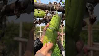 trending farming harvesting viral shorts youtubeshorts agriculture TheGrowingSeason1 [upl. by Tigirb584]