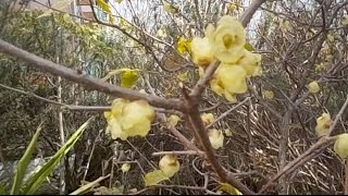 20160118 蝋梅 Chimonanthus praecox [upl. by Nomzaj]