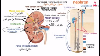 الجهاز البولي  Urinary system [upl. by Adriano]