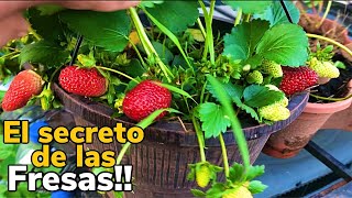 CULTIVA FACIL MILES DE FRESAS EN MACETAS  COMO SEMBRAR FRESAS EN CASA  WILL [upl. by Barnard217]