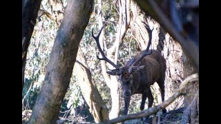 The Red Deer Roar [upl. by Alessandra]