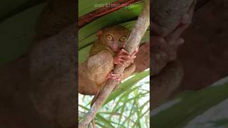 Is tarsier the cutest primate [upl. by Ycniuqed]