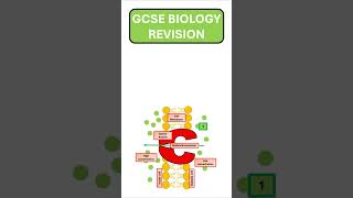 GCSE Biology Active Transport Revision [upl. by Edva]