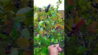 Soon ripe aronia berry chokeberries superfood plants mygarden shorts [upl. by Nomrej143]