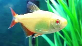 Albino buenos aires tetra care guide [upl. by Ydnyl]