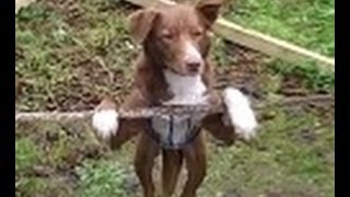 Amazing Acrobatic Rope balancing Dog [upl. by Evadnee]