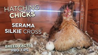 Hatching Chicks With Hens Sizzle Silkie Frizzle  Serama Cross Using Brooders [upl. by Noni]