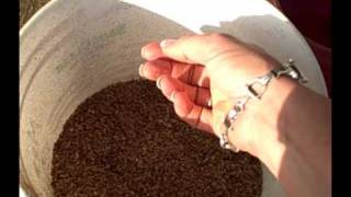 Feeding Your Horse Beet Pulp How and Why [upl. by Kaia934]