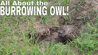 BURROWING OWL facts and information [upl. by Kcirtemed435]