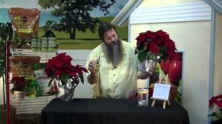 How to Feed and Water Poinsettias [upl. by Hailed]