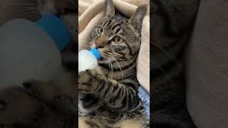 Cat drinking milk from a baby bottle So Cute [upl. by Siravrat]