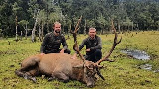 Hunting Fiordland Wild Natives Wapiti 2022 [upl. by Yrebmik]