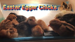 Smart Incubator  Easter Egger Chicks in November [upl. by Venable]