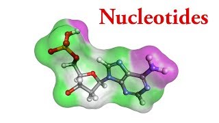 Basic chemical structure of nucleotides [upl. by Botnick271]