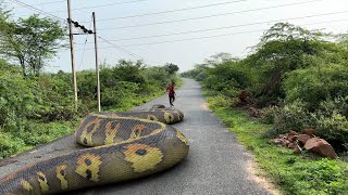 Anaconda Snake 7 In Real Life HD Video  TB Films [upl. by Atyekram775]