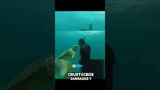 Tortuga Caguamo fypシ゚viral fishing shark fish Dlan [upl. by Amice]