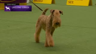 Lakeland Terriers  Breed Judging 2023 [upl. by Derdle]