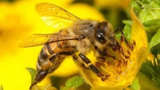 How bees collect nectar to make honey  A closeup video film [upl. by Ycrad]