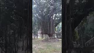 Banyan tree banyan banyantree banyantree nature naturalattractions [upl. by Nylirak]