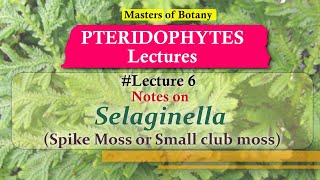 Lecture 6  Selaginella Spike or Little Club Moss Life Cycle  Pteridophyta Lecture Notes [upl. by Ananna]