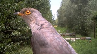 Cuculo  Common cuckoo Cuculos canorus 175 Fototrappolaggio a Corte Franca [upl. by Broucek]