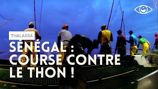 Course contre le thon  Thalassa [upl. by Hubie715]