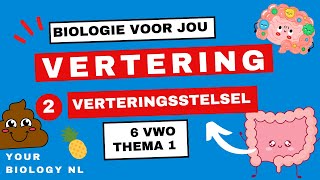 6 vwo  Vertering  2  Het verteringsstelsel van mond tot kont [upl. by Huskamp]