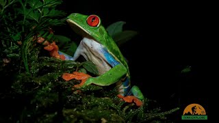 En búsqueda de la rana de ojos rojos en el bosque de nimbu 🐸 ranadeojosrojos nimbu jinotega [upl. by Fuhrman]