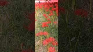 Lycoris squamigera flower in a park 공원 내 상사화 꽃 2024101 [upl. by Refennej546]