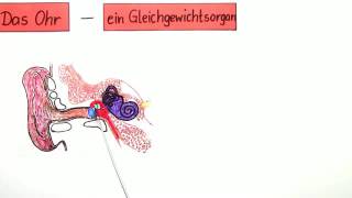 DAS OHR  EIN GLEICHGEWICHTSORGAN  Biologie  Biologie des Menschen Mittelstufe [upl. by Mudenihc]