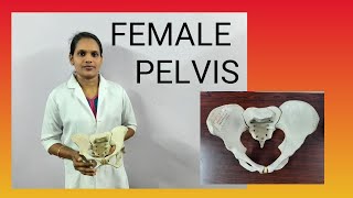 Summary about Female Pelvis  Nishas Nursing Education  VLOG 2 [upl. by Wunder]