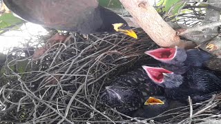 Common myna Birds feed two young on the nest [upl. by Hachmin]