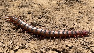 Scolopendra cingulata [upl. by Felizio]