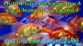 ഗോൾഡ് ഫിഷ് അറിയേണ്ടതെല്ലാം How to care Goldfish in malayalam [upl. by Noxaj]