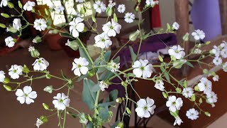 Bouquet Flower  Gypsophila Plant Care  How to Grow and Care Gypsophila Plant [upl. by Asiel]