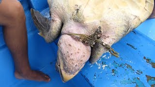 RESCATE de TORTUGAS MARINAS en México España y Estados Unidos Parte 1 🐢 Rescate Animal 5 [upl. by Bethanne]