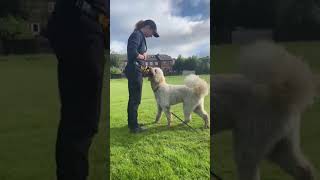 Fun obedience exercises with a Labradoodle [upl. by Chrisman]