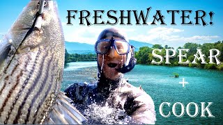 LEGAL River Spearfishing CA STRIPED BASS Catch  Cook [upl. by Sorodoeht]