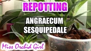 Repotting Angraecum Sesquipedale  Update on Angraecum Magdalenae orchid seedling [upl. by Enelyaj]