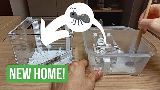 Moving My Ant Colony Into A New Nest  BRUMA Ants [upl. by Aihpos]