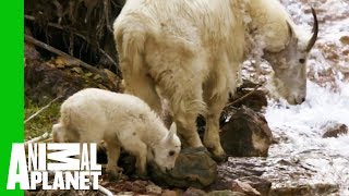 Baby Mountain Goat Learns To Follow In His Mothers Footsteps  North America [upl. by Woody889]