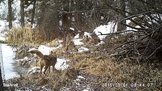 Coyote Marking its Scent [upl. by Ennalorac]