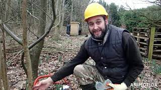 An intro to Coppicing [upl. by Ymrej796]