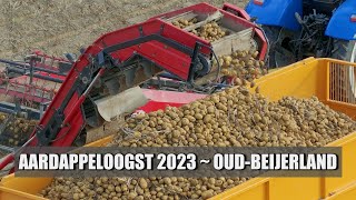 Aardappeloogst 2023 OudBeijerland Hoeksche Waard [upl. by Adiam614]